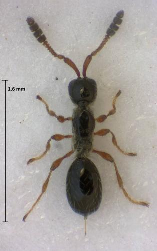 Spilomicrus antennatus